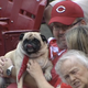 Illustration for article titled Three Good Dogs At The Reds Game